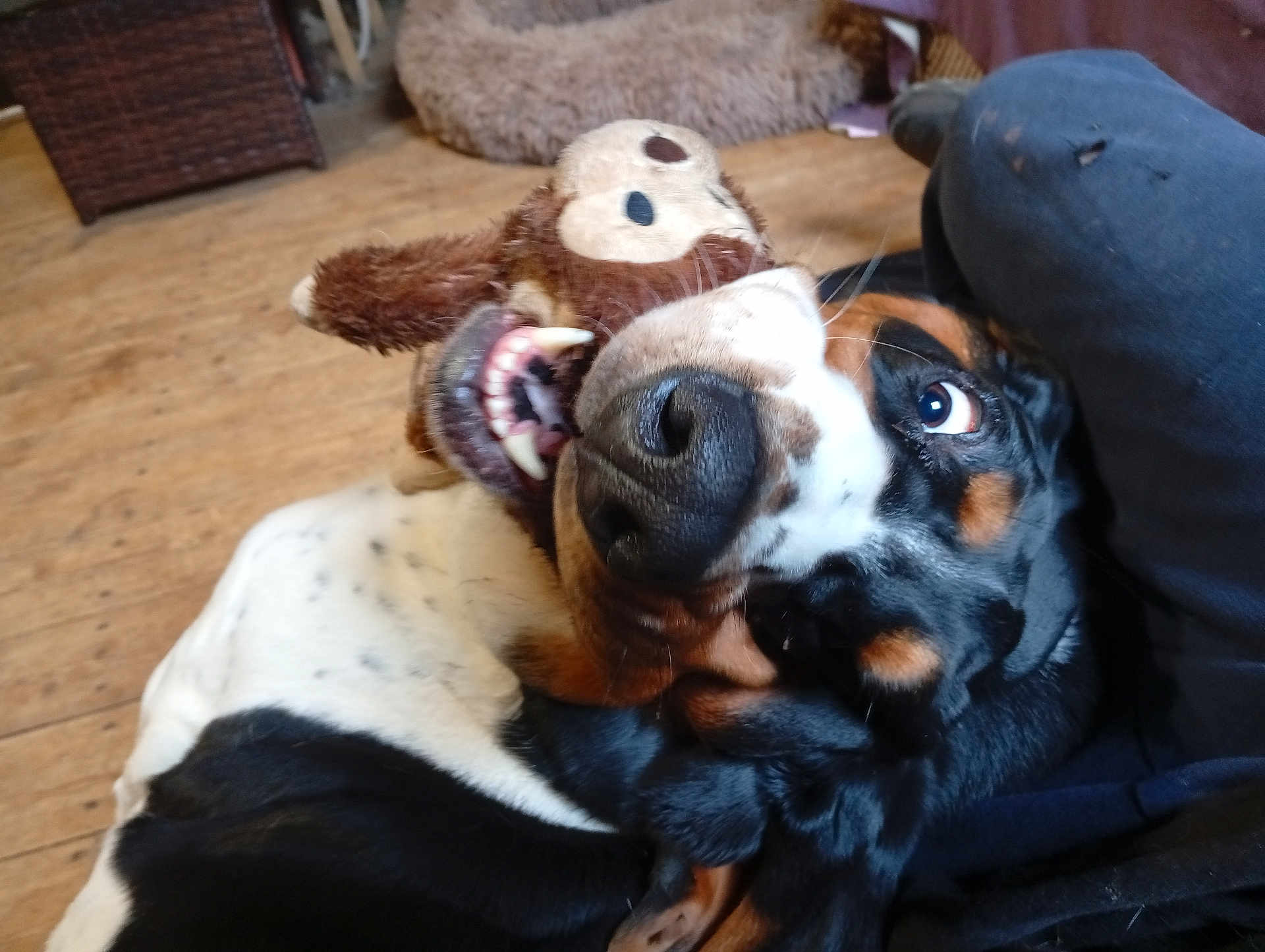 Sherlock a rejoint le concours — aidez-le/la à gagner de superbes lots ! dog, pet, toy, plush_toy, close_up, nose, teeth, playful, indoor, wooden_floor, couch, dog_bed, chewed_toy, lap, whiskers, floppy_ears, tricolor_coat, snout, eye, portrait