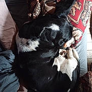 Sherlock participe au concours pour gagner de l'argent avec cette photo : dog, sleeping_dog, pet, bed, blanket, pillow, curled_up, black_and_white, fur, cozy, indoor, domestic, canine, nap, snout, ear, paw, bedding, resting, home