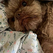 Bertie joined the competition — help win amazing prizes! animal, blanket, brown, close_up, companion, cozy, cute, dog, face, fluffy, fur, indoor, looking_up, patterned, pet, portrait, resting, snuggled, soft, whiskers