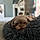 Bertie