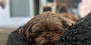 Bertie is registered to the contest to win money with this photo: animal, bed, brown_dog, carpet, chair, comfort, cozy, cute, dog, domestic, fluffy, fur, furniture, home_interior, indoor, pet, relaxed, resting, sleeping, small_dog