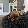 animal, bed, brown_dog, carpet, chair, comfort, cozy, cute, dog, domestic, fluffy, fur, furniture, home_interior, indoor, pet, relaxed, resting, sleeping, small_dog