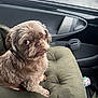 Bertie is registered to the contest to win money with this photo: animal, brown_fur, car_interior, closeup, companion, cushion, cute, dog, door_panel, expression, fur, indoor, looking_back, pet, rain, raindrops, seat, small_dog, vehicle, window