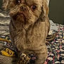 Bertie is registered to the contest to win money with this photo: animal, bed, blanket, brown_dog, chew_toy, close_up, companion, cozy, cute, dog, domestic_animal, expression, fluffy, furniture, home, indoor, looking_up, pet, portrait, resting