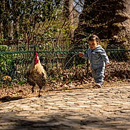 Ayub participe au concours pour gagner de l'argent avec cette photo : child, toddler, rooster, bird, denim_clothing, cobblestone_path, fence, tree_trunk, greenery, sunlight, outdoor, nature, walking, curious, animal, person, daylight, garden, leaves, casual_clothing