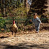 child, toddler, rooster, bird, denim_clothing, cobblestone_path, fence, tree_trunk, greenery, sunlight, outdoor, nature, walking, curious, animal, person, daylight, garden, leaves, casual_clothing