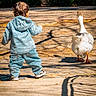 toddler, child, denim_jacket, denim_pants, goose, bird, outdoor, sunlight, walking, pavement, nature, animal, young_child, curly_hair, casual_clothing, daytime, shadow, park, exploration, companionship