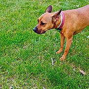 Bella is registered to the contest to win money with this photo: dog, grass, collar, outdoor, greenery, animal, pet, nature, field, tractor, logs, rural, alert, brown_dog, canine, fence, daylight, ears, snout, standing