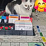 cat, kitten, pet, monopoly, board_game, game_board, property_cards, money, game_pieces, board_game_box, table, tablecloth, emoji_sticker, indoor, home, pet_portrait, sitting, white_and_gray_cat, tabletop, close_up
