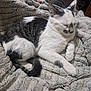 Astra participe au concours pour gagner de l'argent avec cette photo : cat, kitten, blanket, fur, sleeping, cozy, indoor, bed, paw, tail, whiskers, muzzle, white_and_black, resting, closeup, texture, plush_blanket, domestic_animal, relaxed, napping