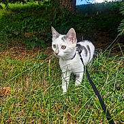 Astra a rejoint le concours — aidez-le/la à gagner de superbes lots ! cat, kitten, pet, leash, grass, outdoors, nature, tree, pine_tree, green, whiskers, ears, curious, animal, exploring, portrait, ground, foliage, small_pet, shaded