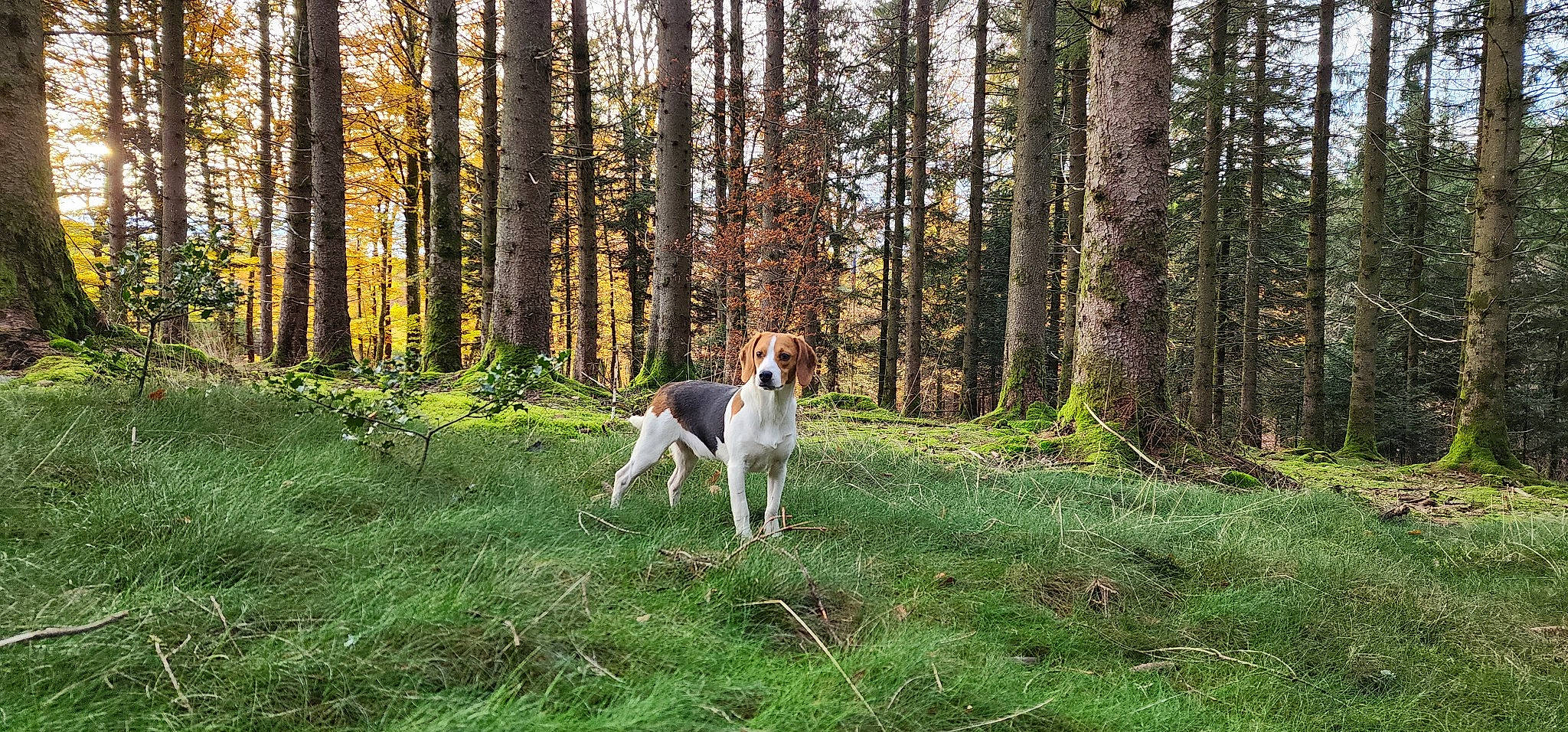 Aslan a rejoint le concours — aidez-le/la à gagner de superbes lots ! carnivore, companion_dog, deciduous, dog, dog_breed, fawn, forest, grass, landscape, natural_landscape, pasture, plant, sporting_group, tail, temperate_broadleaf_and_mixed_forest, terrestrial_plant, tree, trunk, wood, woodland