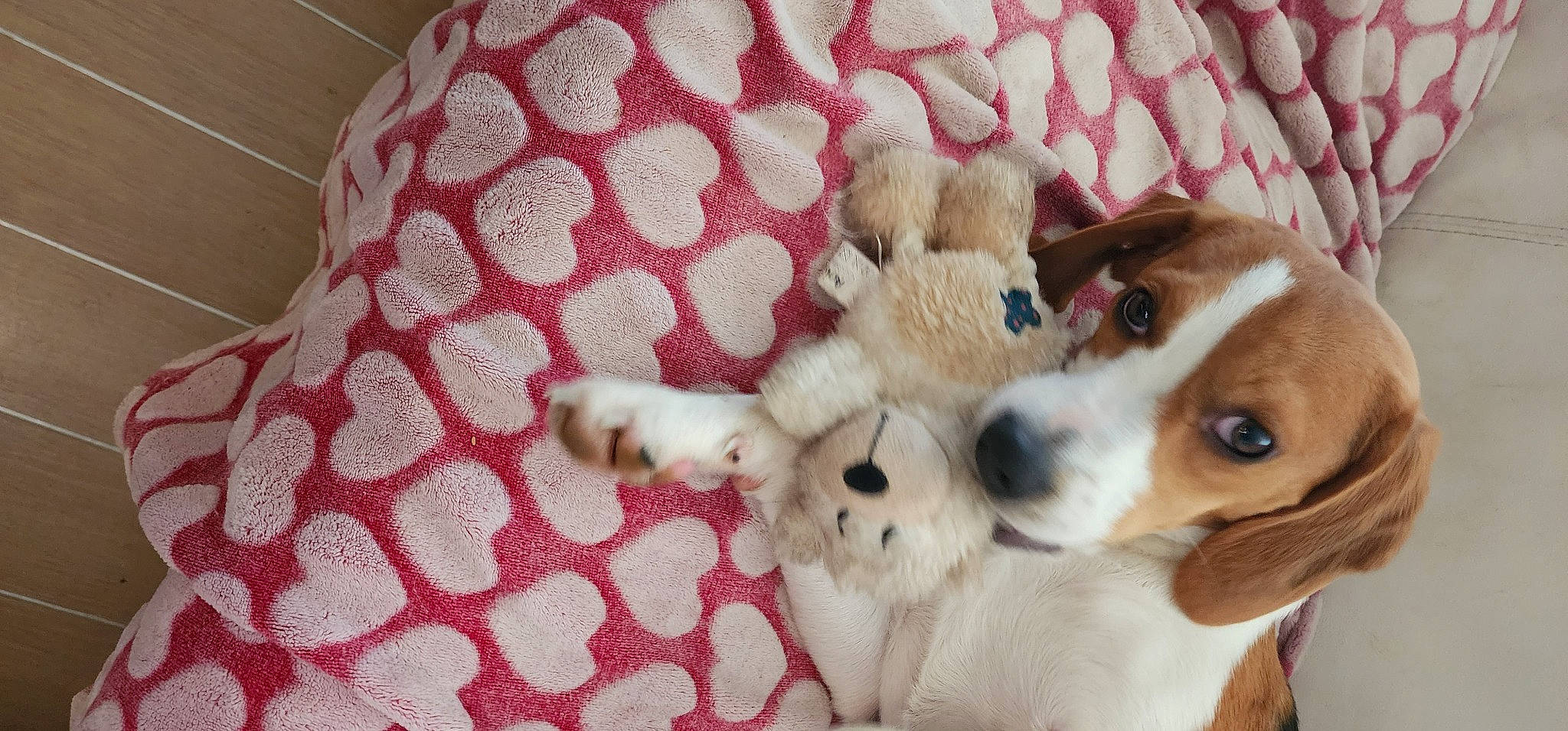 Aslan participe au concours pour gagner de l'argent avec cette photo : ball, carnivore, comfort, companion_dog, dog, dog_breed, dog_supply, fawn, football, fur, linens, pattern, pet_supply, puppy_love, sporting_group, stuffed_toy, toy, toy_dog, whiskers, working_animal