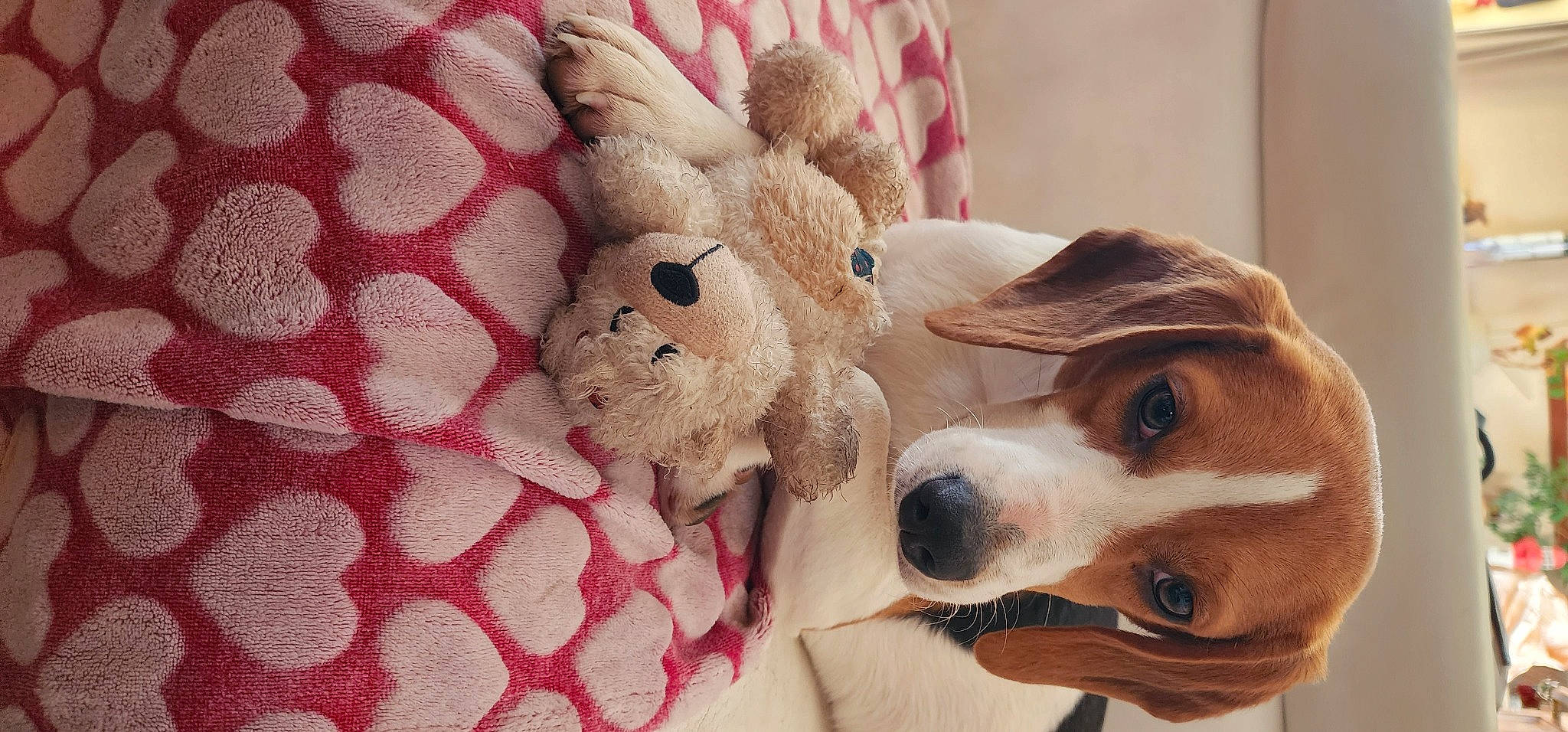 Aslan a rejoint le concours — aidez-le/la à gagner de superbes lots ! bed, bedding, carnivore, comfort, companion_dog, couch, dog, dog_breed, dog_supply, fawn, fur, linens, pattern, paw, plush, snout, stuffed_toy, toy, whiskers, working_animal