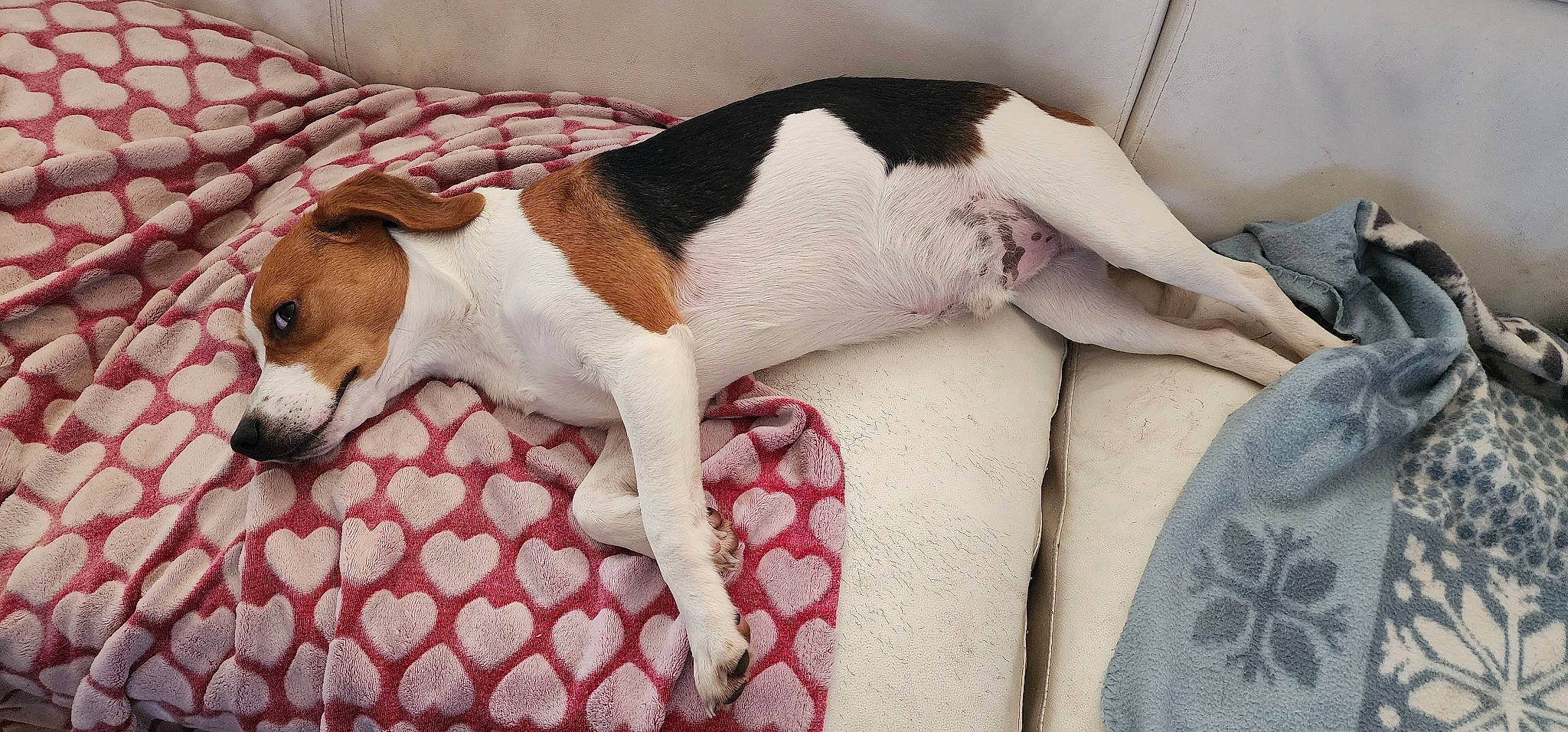 Aslan a rejoint le concours — aidez-le/la à gagner de superbes lots ! canidae, carnivore, chilean_fox_terrier, comfort, companion_dog, dog, dog_breed, dog_supply, fawn, linens, non_sporting_group, pattern, paw, puppy, snout, sporting_group, terrestrial_animal, terrier, whiskers, working_animal