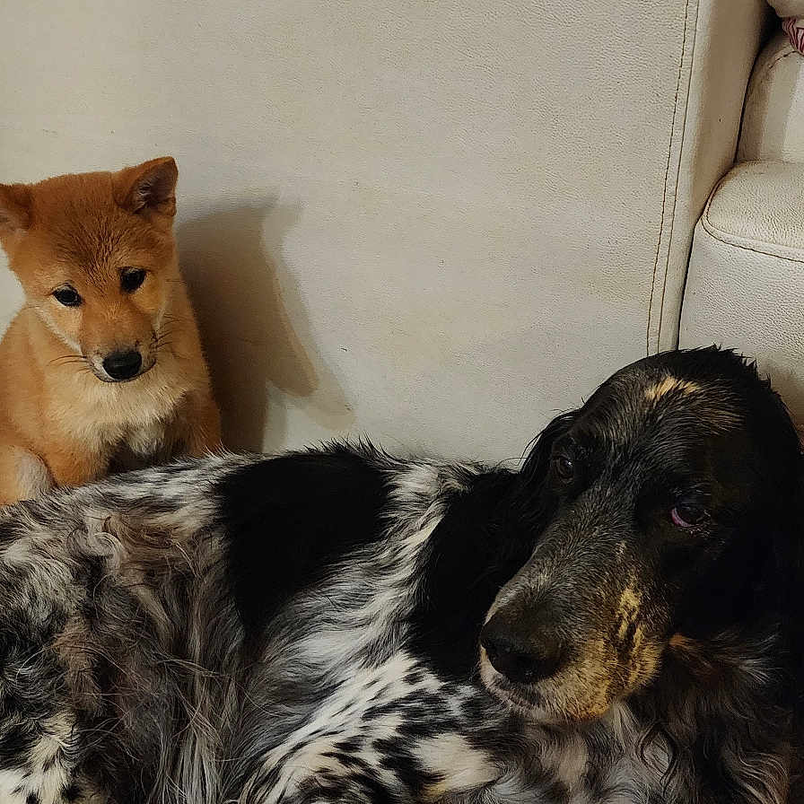 Rox Et Ibi
