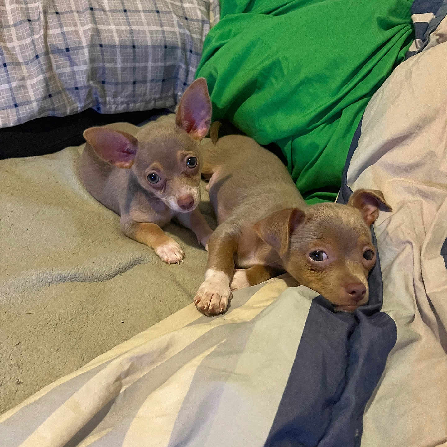 Remi .symba joined the competition — help win amazing prizes! adult, animal, bed, bedroom, blanket, boy, canine, chihuahua, child, couch, cushion, dog, furniture, homedecor, indoors, male, man, person, pet, puppy