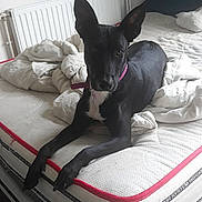 Rosa a rejoint le concours — aidez-le/la à gagner de superbes lots ! animal, bed, black_dog, blanket, canine, collar, comfort, dog, domestic, ears, fur, furniture, household, indoor, laying, looking, mattress, pet, quiet, resting