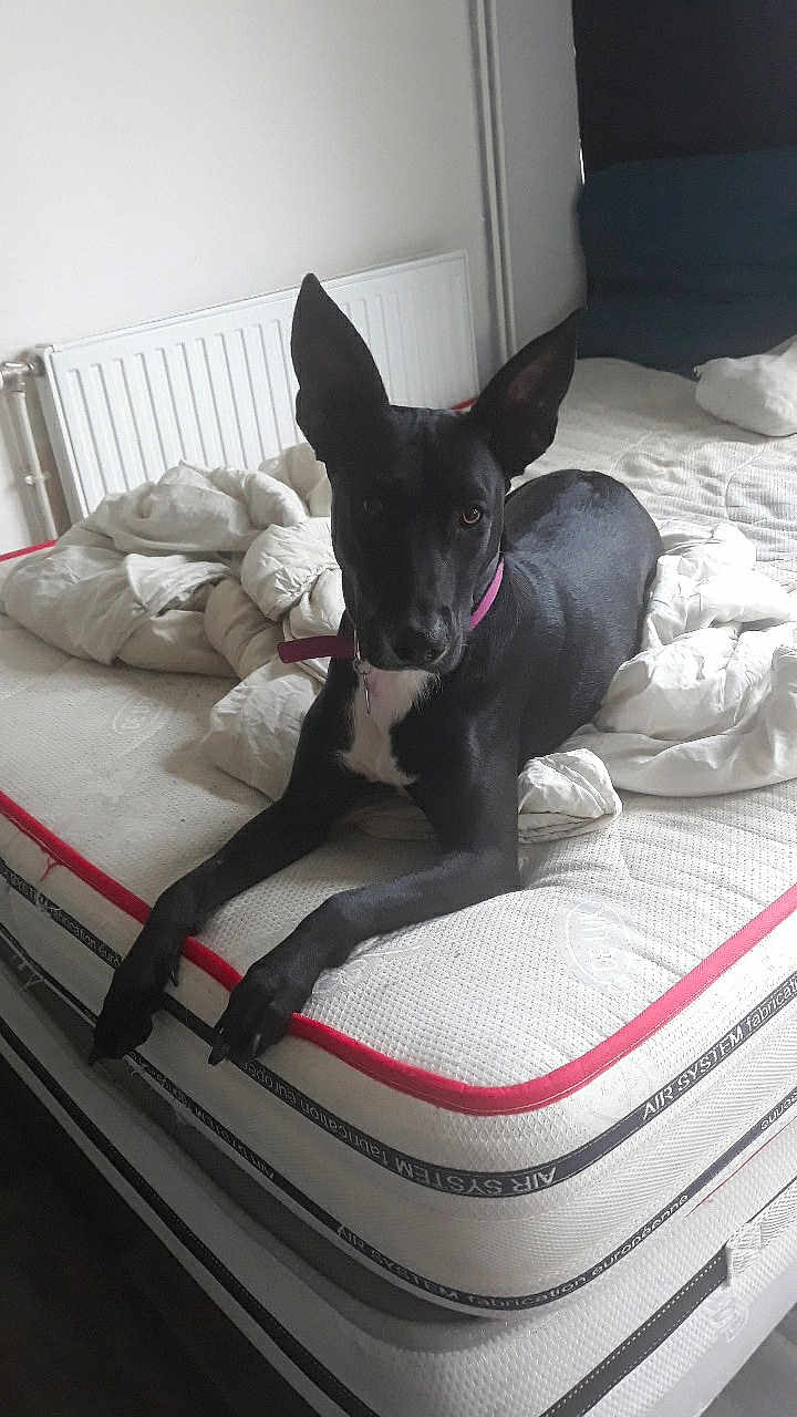 Rosa a rejoint le concours — aidez-le/la à gagner de superbes lots ! animal, bed, black_dog, blanket, canine, collar, comfort, dog, domestic, ears, fur, furniture, household, indoor, laying, looking, mattress, pet, quiet, resting