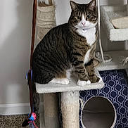 Guinness joined the competition — help win amazing prizes! animal, carpet, cat, cat_tree, collar, cute, feline, fur, household, indoor, pet, pet_accessory, playful, resting, scratching_post, tabby_cat, toy, whiskers, white_chest, white_paws