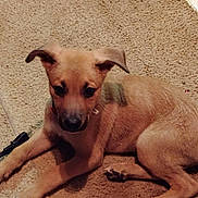 Wendell joined the competition — help win amazing prizes! dog, puppy, tan_dog, floppy_ears, long_legs, lying_down, carpet, indoor, pet, collar, leash, brown_fur, black_nose, dark_eyes, animal_portrait, relaxed, cute, home, floor, photograph