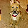 Wendell is registered to the contest to win money with this photo: puppy, dog, canine, pet, sitting, floppy_ears, collar, colorful_collar, wide_eyes, glowing_eyes, tan_fur, white_chest, paws, indoor, tile_floor, floor, flash_photography, portrait, cute, alert