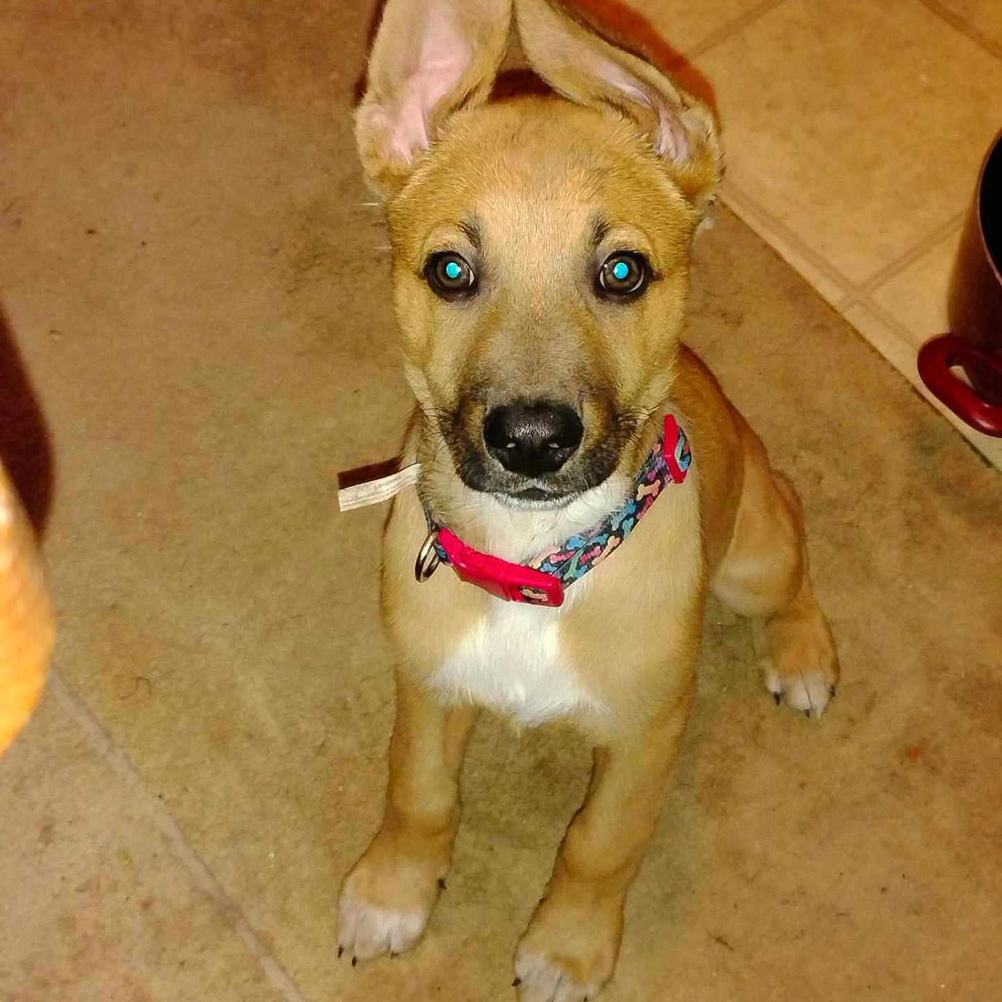 Wendell is registered to the contest to win money with this photo: puppy, dog, canine, pet, sitting, floppy_ears, collar, colorful_collar, wide_eyes, glowing_eyes, tan_fur, white_chest, paws, indoor, tile_floor, floor, flash_photography, portrait, cute, alert
