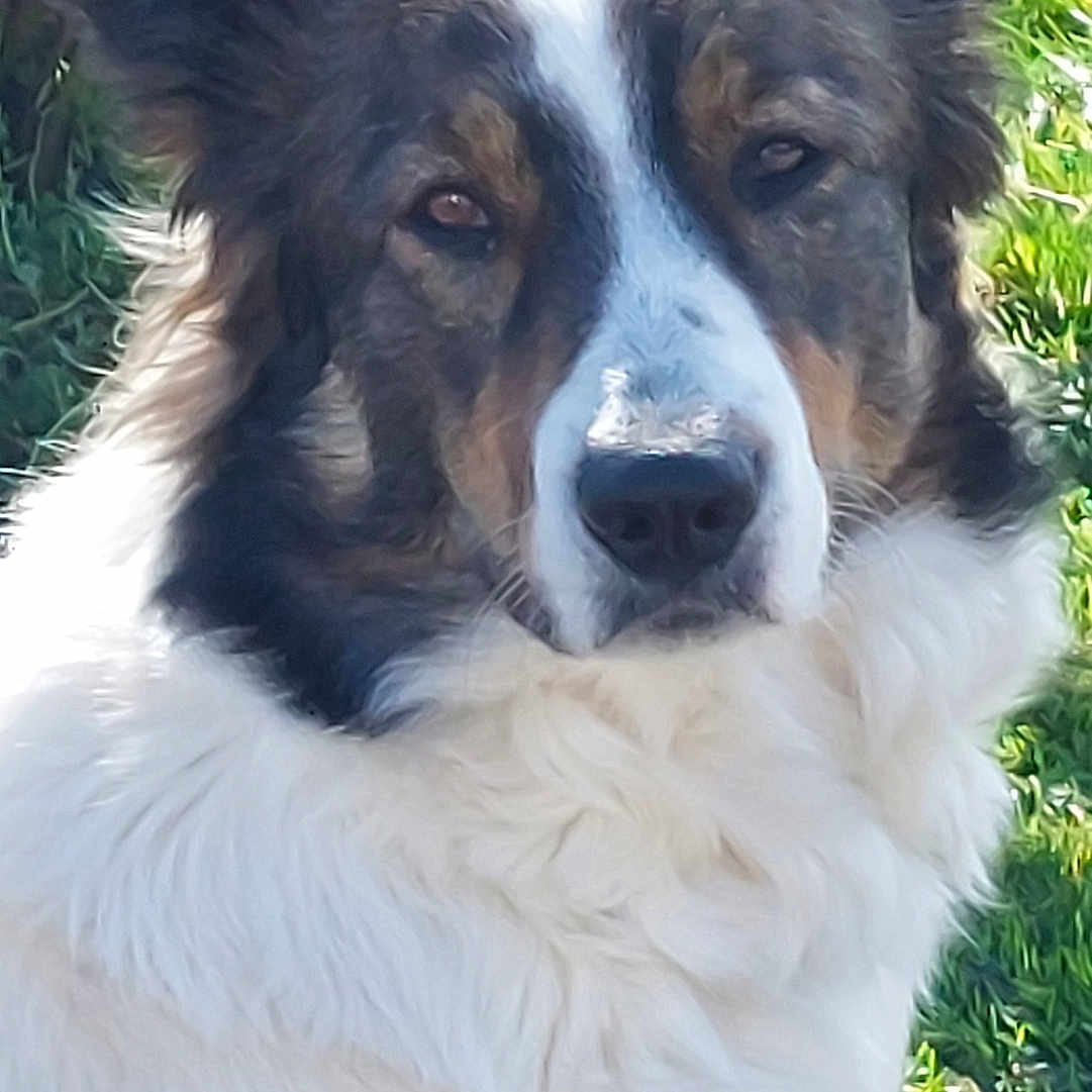 Tiana participe au concours pour gagner de l'argent avec cette photo : animal, ball, canine, collie, dog, eskimodog, football, grass, husky, lawn, pet, plant, puppy, saintbernard, soccer, soccerball, sport, tennis, tennisball, whitedog