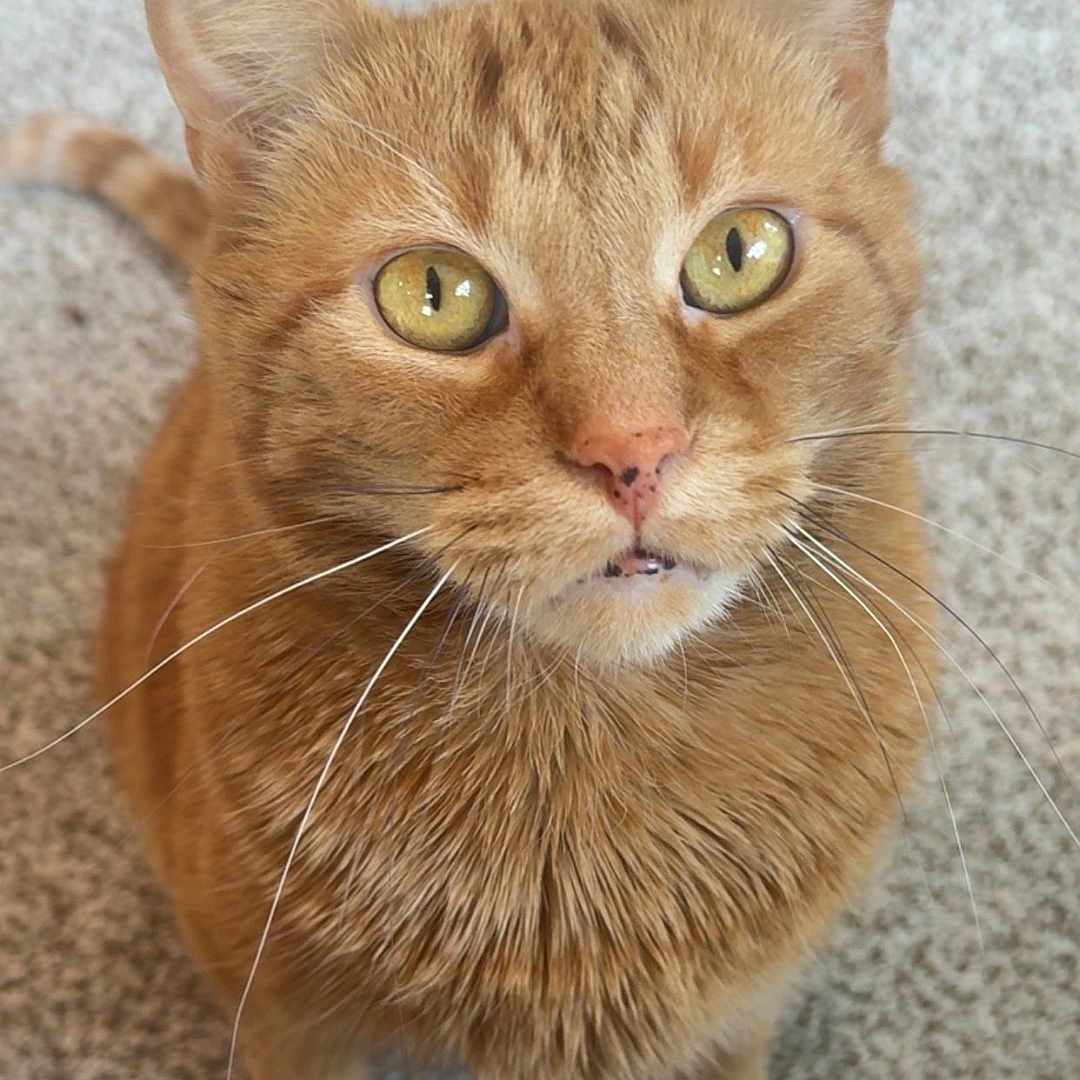 Simon is registered to the contest to win money with this photo: abyssinian, animal, cat, kitten, manx, pet