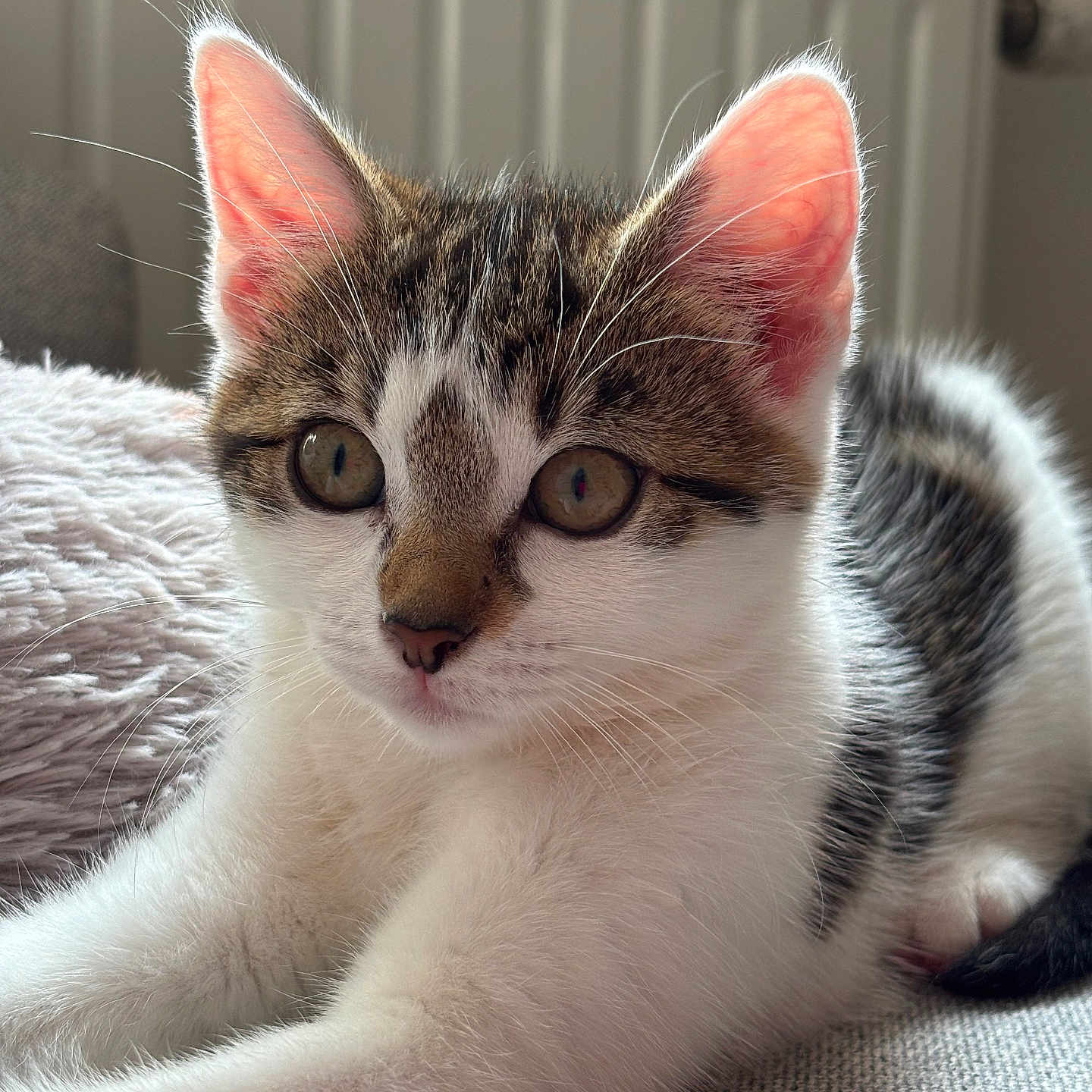 Mia a rejoint le concours — aidez-le/la à gagner de superbes lots ! animal, cat, close_up, curious, cute, ears, eyes, feline, fur, home, indoor, kitten, pet, portrait, radiator, relaxing, resting, soft_texture, whiskers, young
