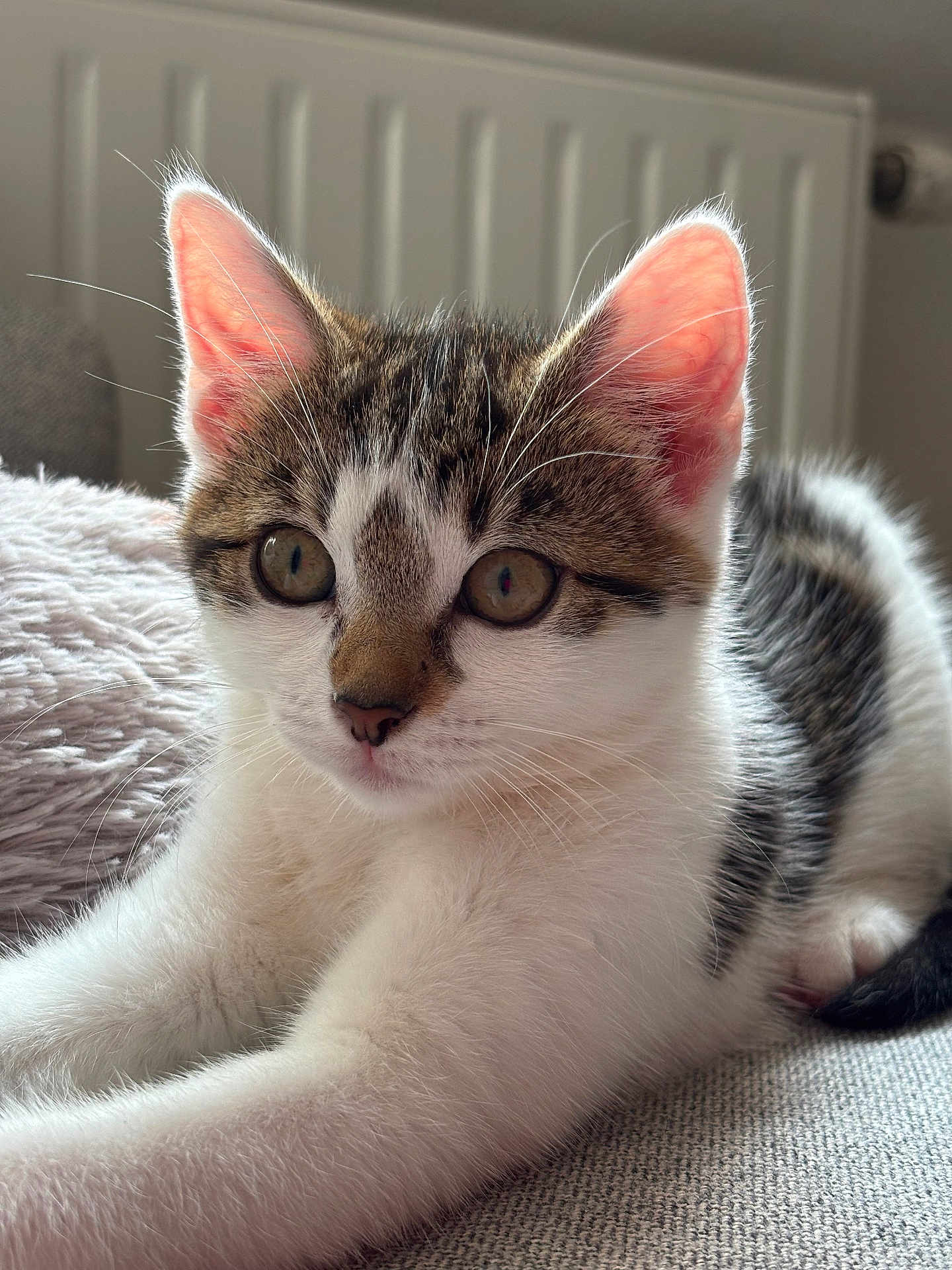 Mia
