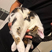 Mia participe au concours pour gagner de l'argent avec cette photo : cat, kitten, animal, pet, fur, white, brown, black, person, hand, holding, sleeping, nap, indoor, bathroom, tile, chain, clothing, black_shirt, cute
