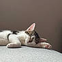 Mia participe au concours pour gagner de l'argent avec cette photo : cat, sleeping, paw, tabby, white_fur, pink_paw_pads, close_up, indoor, soft_texture, relaxed, pet, animal, resting, feline, cozy, quiet, peaceful, cute, domestic_cat, calm