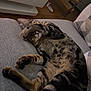 cat, tabby, sleeping, paw, couch, indoor, furniture, relaxing, pet, fur, cozy, resting, animal, cute, home, domestic, nap, covering_face, tabby_cat, feline