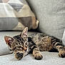 abyssinian, animal, armchair, blanket, cat, chair, couch, cushion, furniture, homedecor, kitten, manx, ocelot, person, pet, sleeping