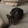 abyssinian, animal, blanket, cat, couch, cushion, furniture, homedecor, kitten, linen, manx, pet, quilt, towel