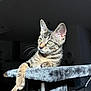 abyssinian, animal, cat, egyptiancat, kitten, manx, pet, siamese