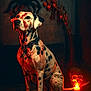 animal, candle, collar, creepy, dalmatian, dark, decor, dog, halloween, indoor, moody, pet, red_light, shadow, sitting, skull, spider, spot, still_life, wall