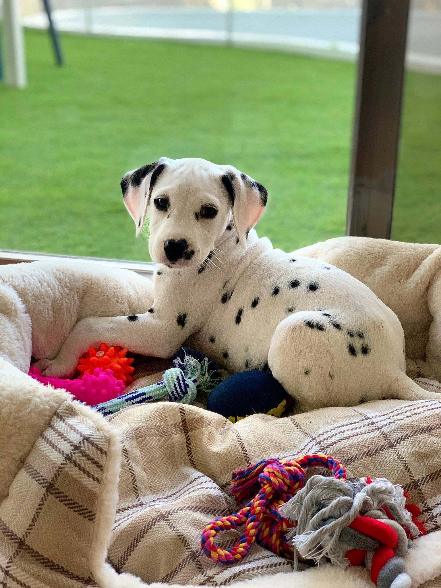 Shadow participe au concours pour gagner de l'argent avec cette photo : canidae, carnivore, collar, comfort, companion_dog, dalmatian, dog, dog_breed, dog_collar, dog_supply, fawn, grass, leash, linens, paw, pet_supply, snout, sporting_group, toy, working_animal