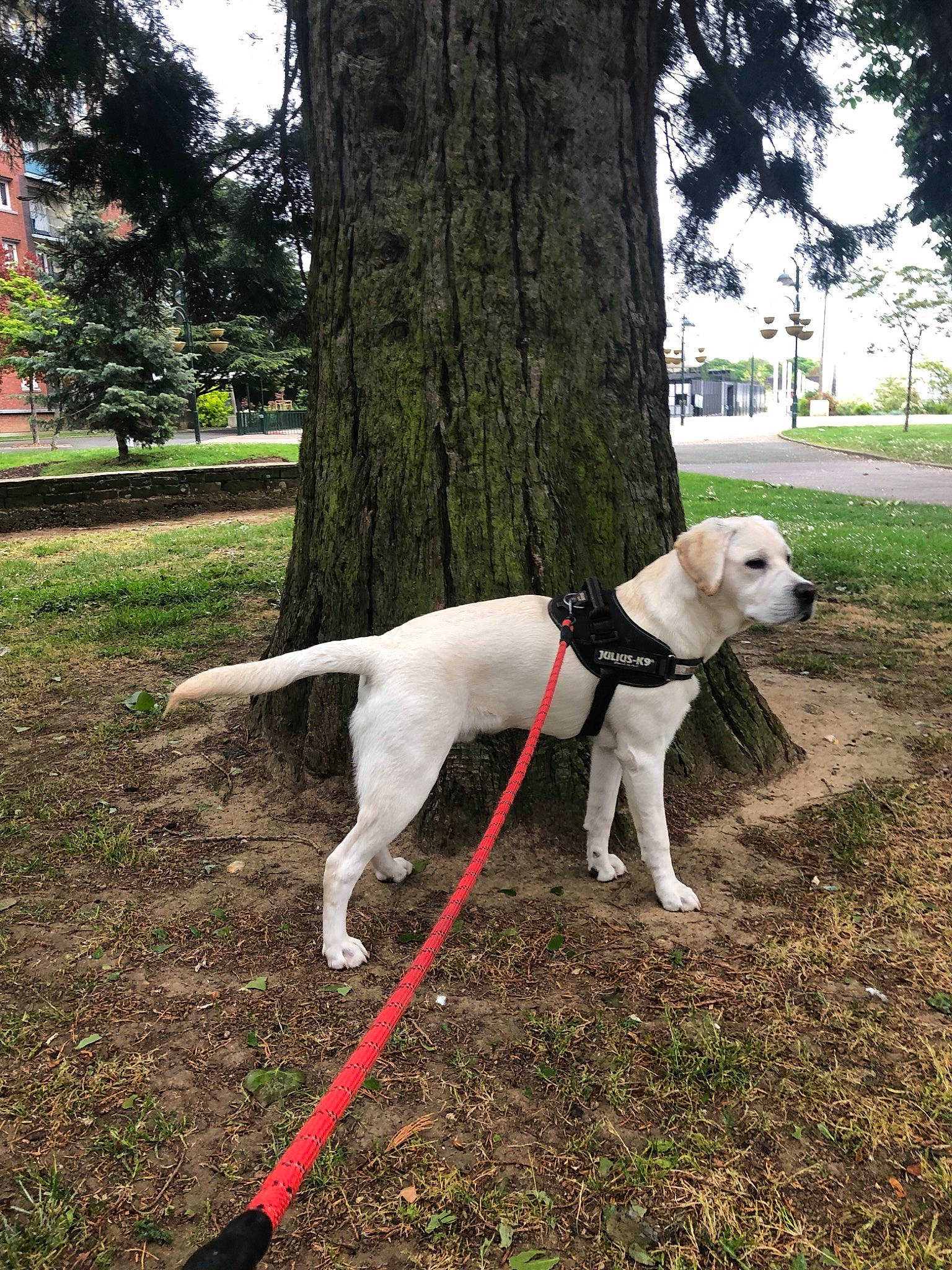 Boy a rejoint le concours — aidez-le/la à gagner de superbes lots ! canidae, carnivore, dog, dog_breed, dogo_argentino, dogo_guatemalteco, fashion_accessory, grass, guard_dog, hunting_dog, leash, mammal, non_sporting_group, obedience_training, pointer, sporting_group, tail, tree, vertebrate
