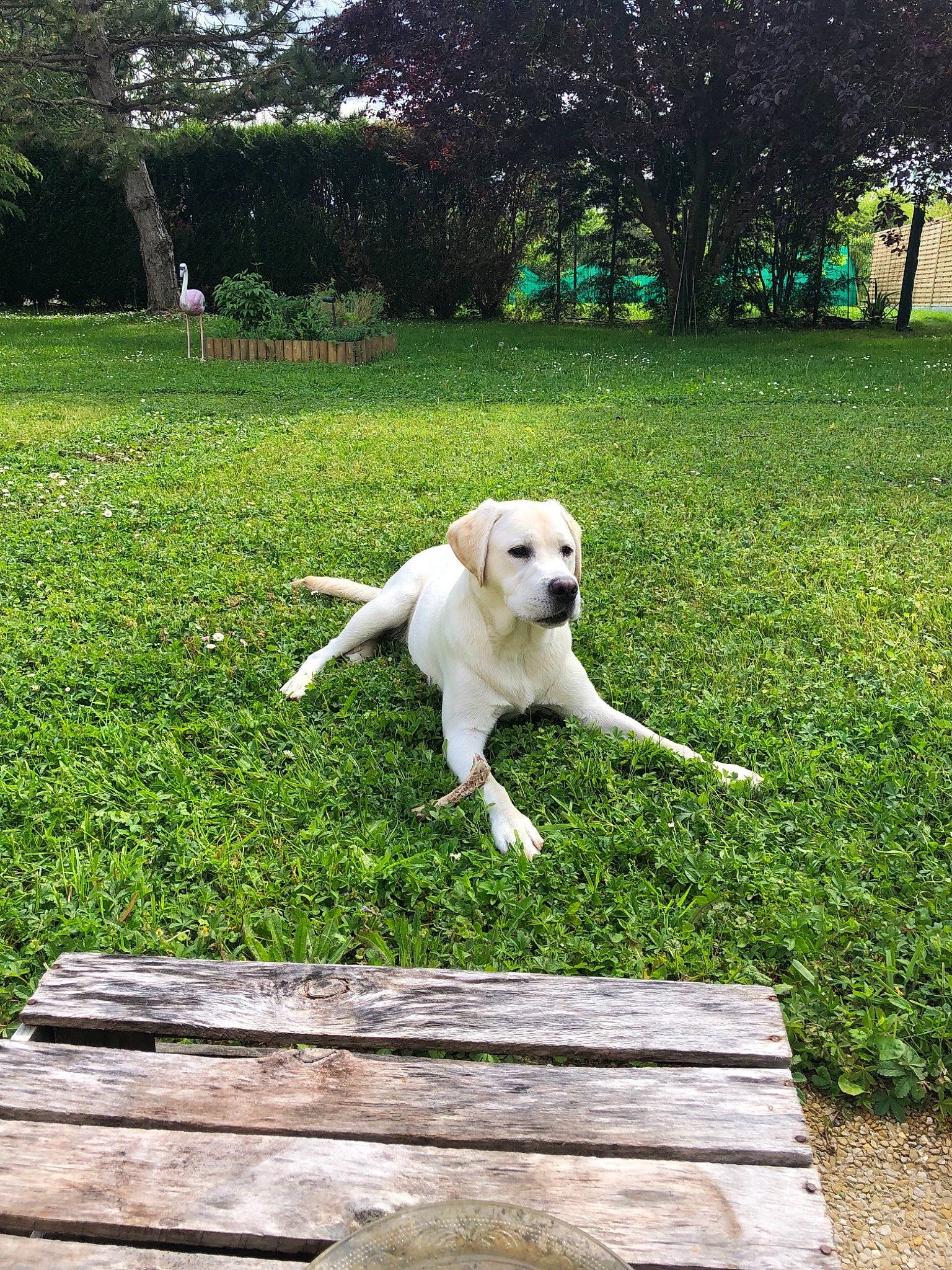 Boy a rejoint le concours — aidez-le/la à gagner de superbes lots ! akbash_dog, backyard, canidae, carnivore, companion_dog, dog, dog_breed, golden_retriever, grass, green, labrador_retriever, lawn, mammal, plant, retriever, sporting_group, tail, tree, vertebrate, yard