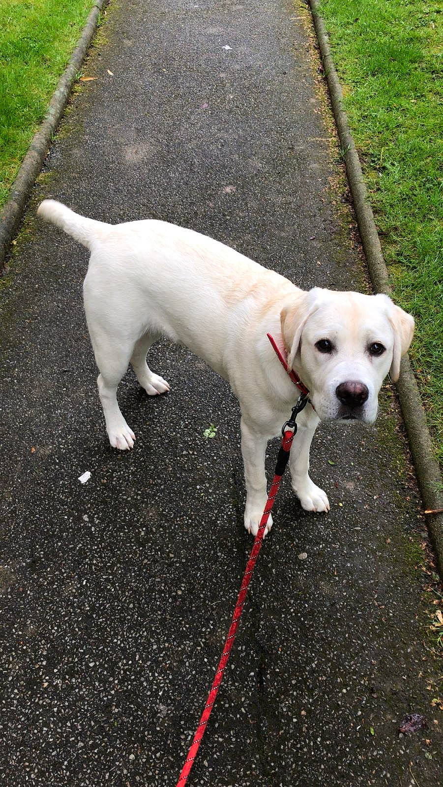 Boy participe au concours pour gagner de l'argent avec cette photo : adventure, beagador, canidae, carnivore, companion_dog, dog, dog_breed, dog_walking, fawn, labrador_retriever, mammal, puppy, rare_breed_dog, retriever, snout, sporting_group, tail, vertebrate