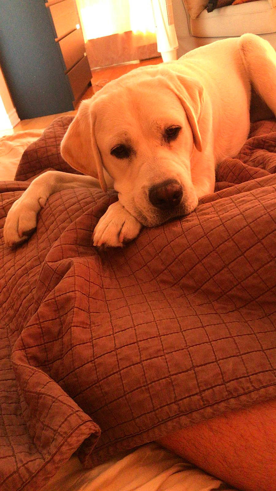 Boy a rejoint le concours — aidez-le/la à gagner de superbes lots ! beagador, canidae, carnivore, companion_dog, dog, dog_breed, fawn, labrador_retriever, linens, mammal, pillow, puppy, puppy_love, retriever, rhodesian_ridgeback, snout, sporting_group, vertebrate