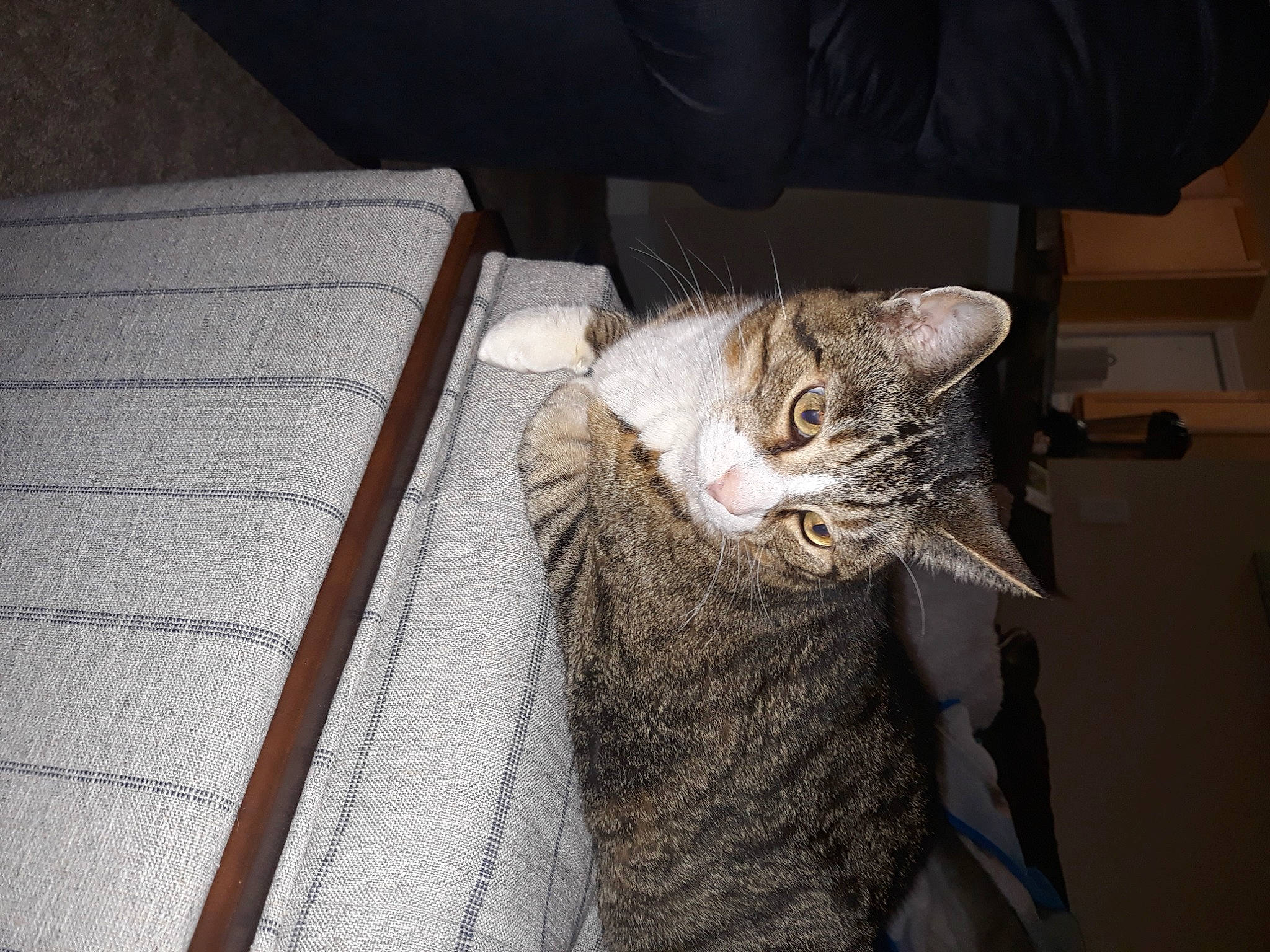 Floyd is registered to the contest to win money with this photo: carnivore, cat, claw, comfort, domestic_short_haired_cat, felidae, flooring, fur, grey, hardwood, paw, small_to_medium_sized_cats, snout, tail, whiskers, window, wood