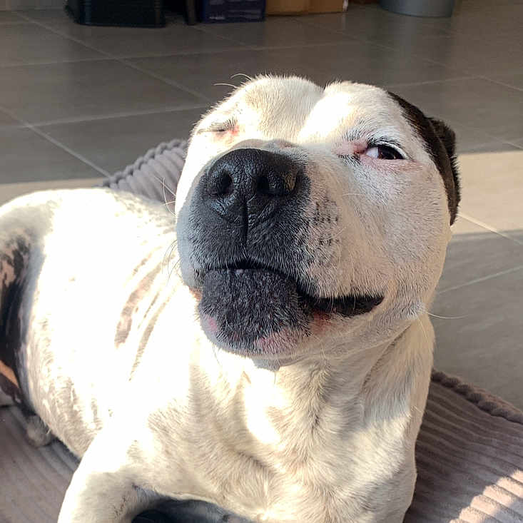 Marley a rejoint le concours — aidez-le/la à gagner de superbes lots ! animal, black, canine, close_up, dog, expression, face, floor, fur, indoor, lying_down, mat, paw, pet, relaxed, snout, sunlight, tile, whiskers, white
