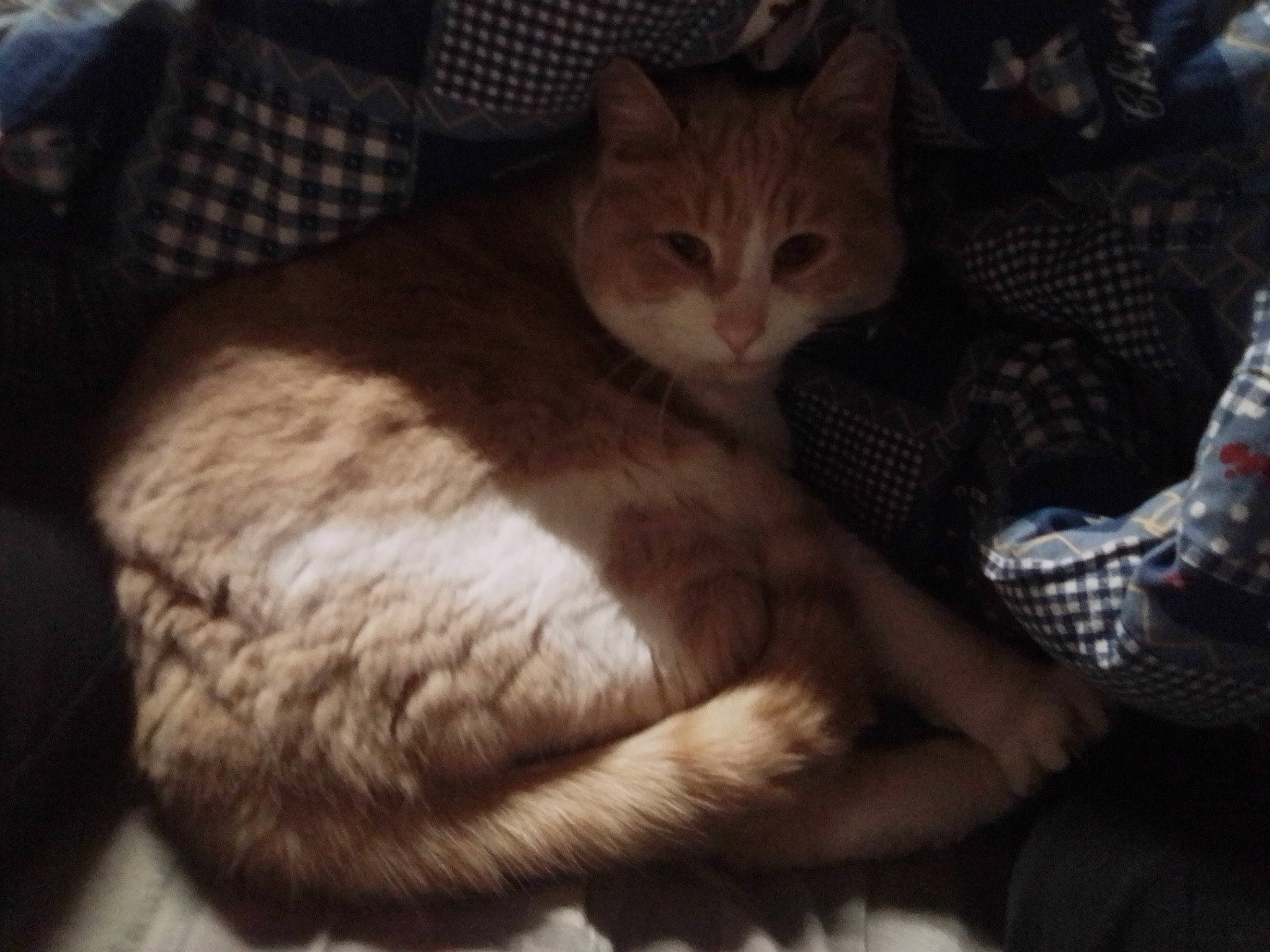 Timousse participe au concours pour gagner de l'argent avec cette photo : aegean_cat, american_wirehair, arabian_mau, asian, carnivore, cat, domestic_short_haired_cat, european_shorthair, fawn, felidae, fur, german_rex, kitten, ojos_azules, polydactyl_cat, singapura, small_to_medium_sized_cats, tabby_cat, tail, whiskers