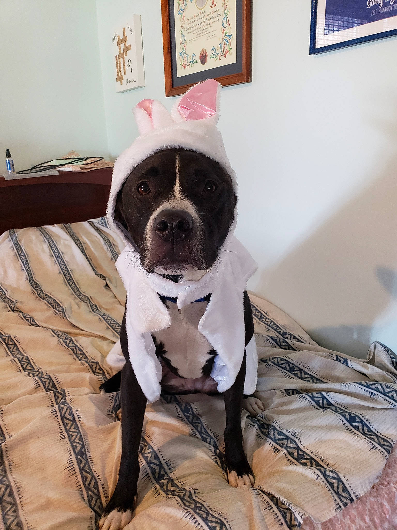 Dakota is registered to the contest to win money with this photo: carnivore, collar, comfort, companion_dog, dog, dog_breed, dog_clothes, dog_supply, fawn, formal_wear, fur, grey, linens, pattern, picture_frame, selfie, sleeve, toy_dog, whiskers, working_animal