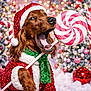 dog, christmas, holiday, festive, santa_hat, scarf, lollipop, red, green, decorations, lights, celebration, winter, cute, pet, canine, sparkle, background, joy, seasonal