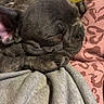 Tobby participe au concours pour gagner de l'argent avec cette photo : dog, french_bulldog, sleeping, close_up, pet, cozy, blanket, cushion, indoor, resting, animal, snug, fur, ears, paw, face, human_hand, comfort, relaxation, domestic