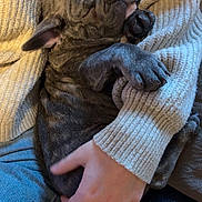 Tobby a rejoint le concours — aidez-le/la à gagner de superbes lots ! puppy, dog, sleeping, snuggling, knitted_sweater, person, hand, jeans, brindle, cozy, resting, indoor, couch, leather, cute, pet, animal, warm, comfort, relaxed